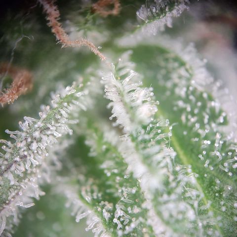 Royal Critical Auto  growlog timeline photo