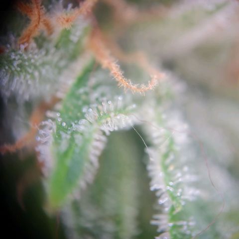 Royal Critical Auto  growlog timeline photo