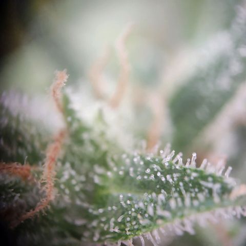 Royal Critical Auto  growlog timeline photo