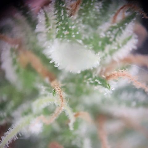 Royal Critical Auto  growlog timeline photo