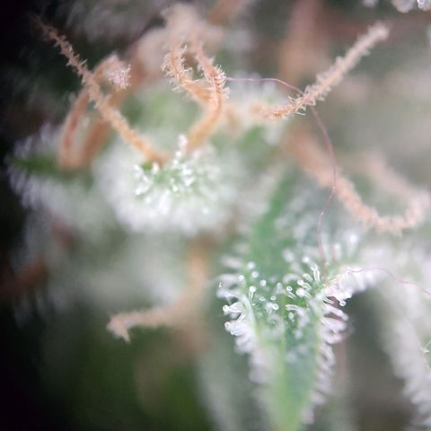 Royal Critical Auto  growlog timeline photo
