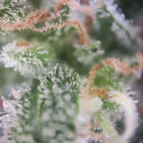 Royal Critical Auto  growlog timeline photo