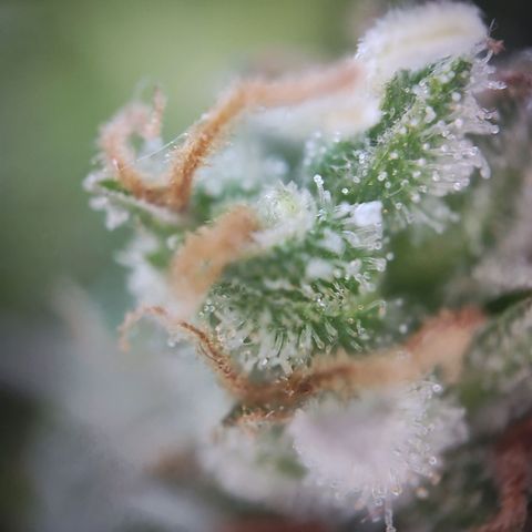 Royal Critical Auto  growlog timeline photo