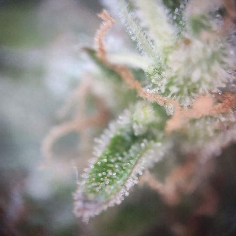 Royal Critical Auto  growlog timeline photo