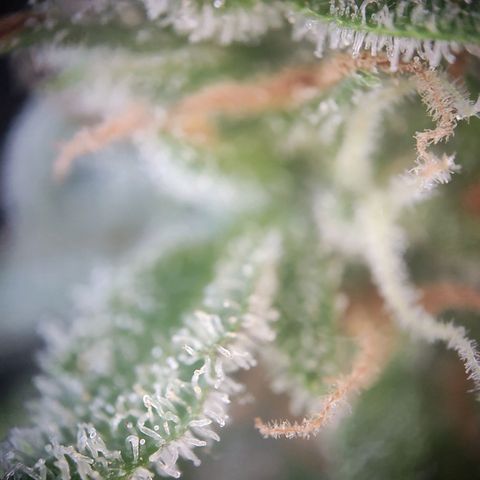Royal Critical Auto  growlog timeline photo