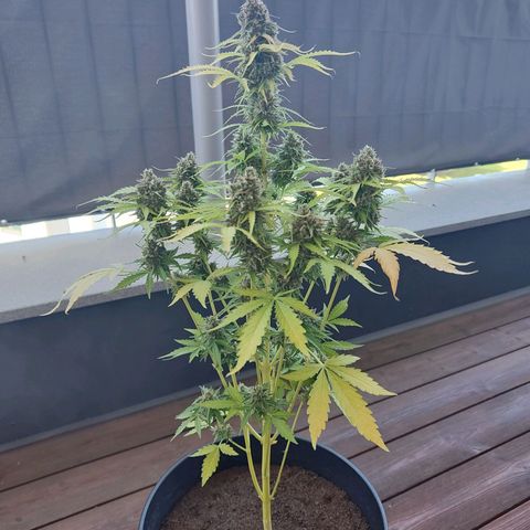 Royal Critical Auto  growlog timeline photo