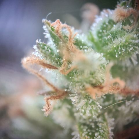 Royal Critical Auto  growlog timeline photo