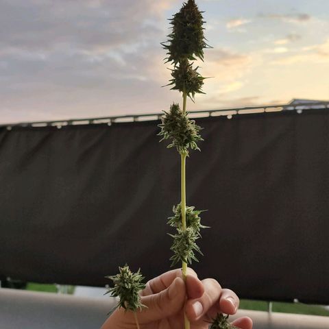 Royal Critical Auto  growlog timeline photo