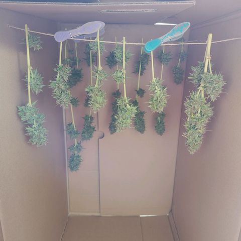 Royal Critical Auto  growlog timeline photo