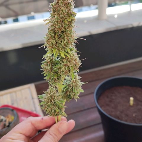 Royal Critical Auto  growlog timeline photo