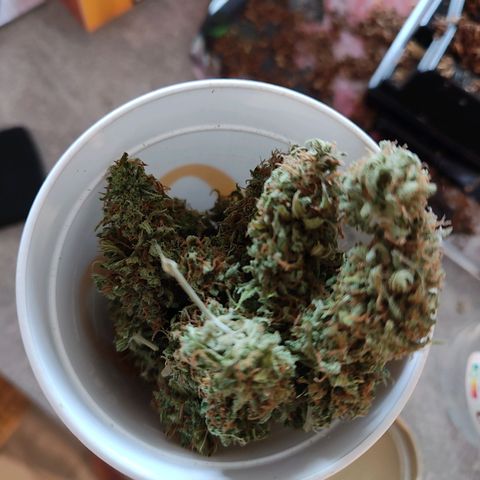Royal Critical Auto  growlog timeline photo