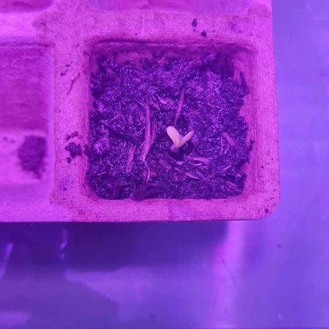 Mimosa x Orange Punch growlog timeline photo