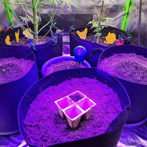 Mimosa x Orange Punch growlog photo: Unterer Bereich 100W