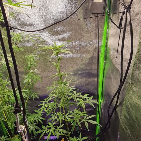 Mimosa x Orange Punch growlog photo: Oberer Bereich 