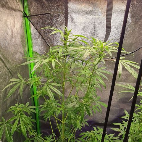 Mimosa x Orange Punch growlog photo: Oberer Bereich 