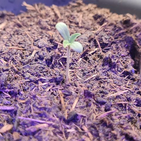Mimosa x Orange Punch growlog timeline photo