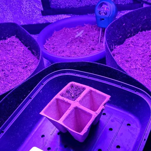 Mimosa x Orange Punch growlog timeline photo