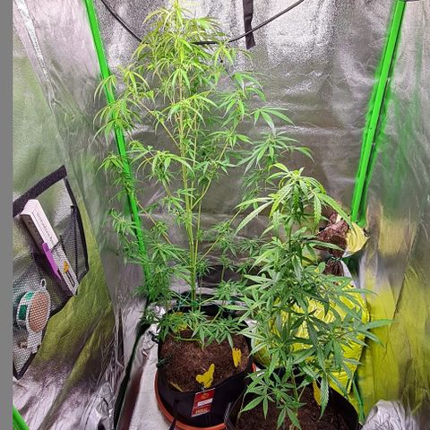 Mimosa x Orange Punch growlog timeline photo