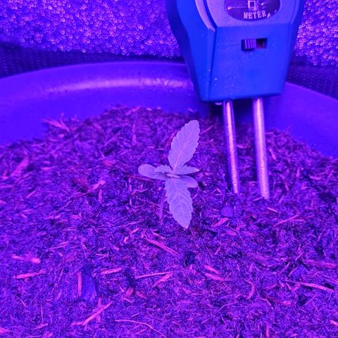 Mimosa x Orange Punch growlog timeline photo