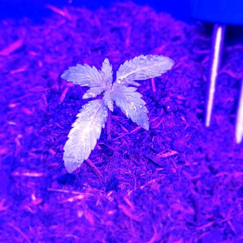 Mimosa x Orange Punch growlog timeline photo