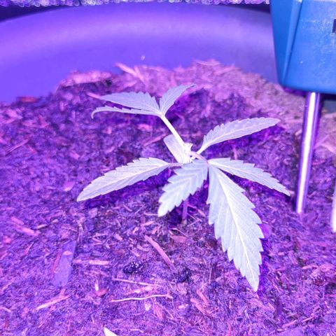 Mimosa x Orange Punch growlog timeline photo