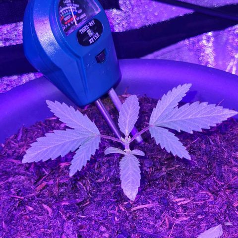 Mimosa x Orange Punch growlog timeline photo
