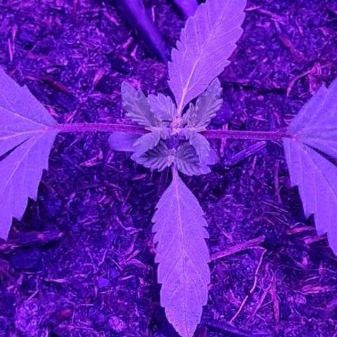 Mimosa x Orange Punch growlog timeline photo