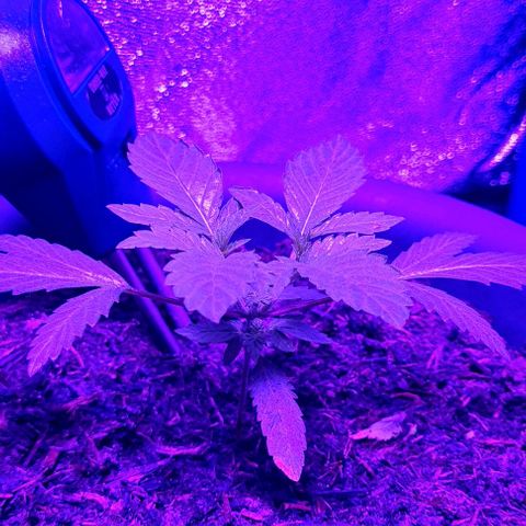 Mimosa x Orange Punch growlog timeline photo