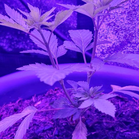 Mimosa x Orange Punch growlog timeline photo
