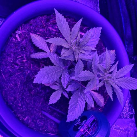 Mimosa x Orange Punch growlog timeline photo