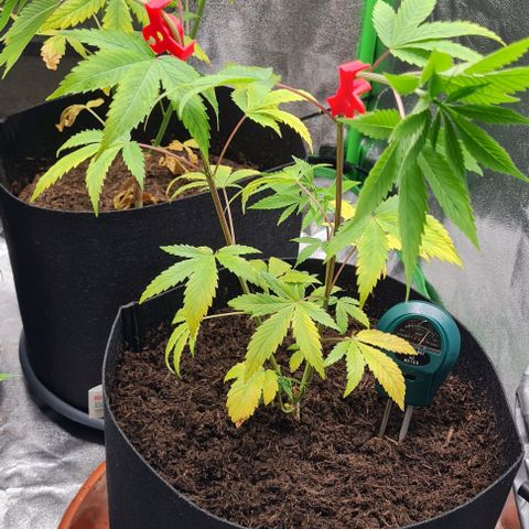 Mimosa x Orange Punch growlog timeline photo