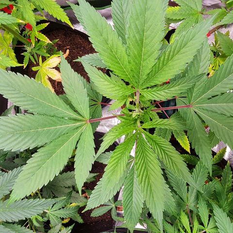 Mimosa x Orange Punch growlog timeline photo
