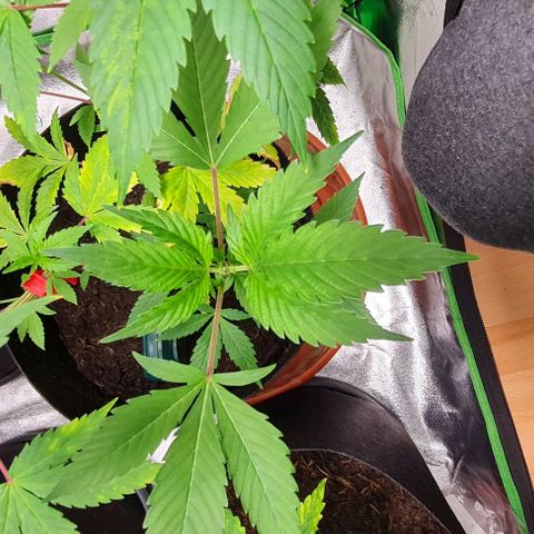 Mimosa x Orange Punch growlog timeline photo