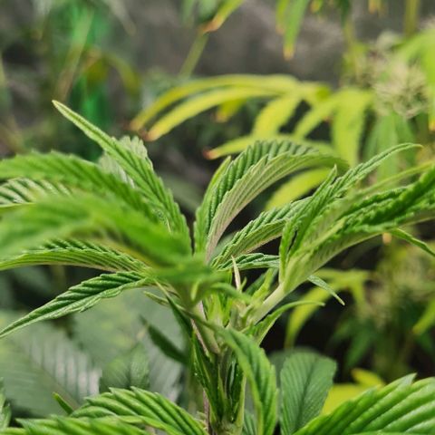 Mimosa x Orange Punch growlog timeline photo