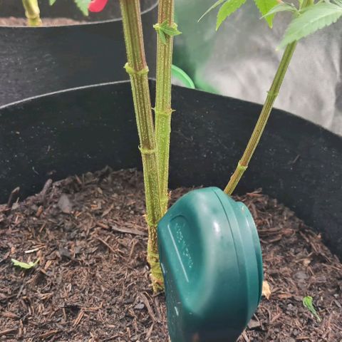 Mimosa x Orange Punch growlog timeline photo