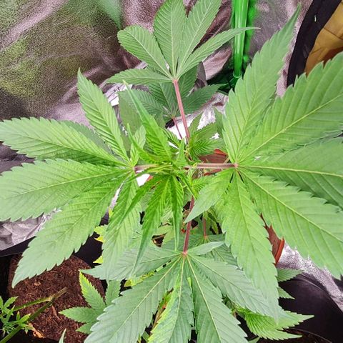 Mimosa x Orange Punch growlog timeline photo