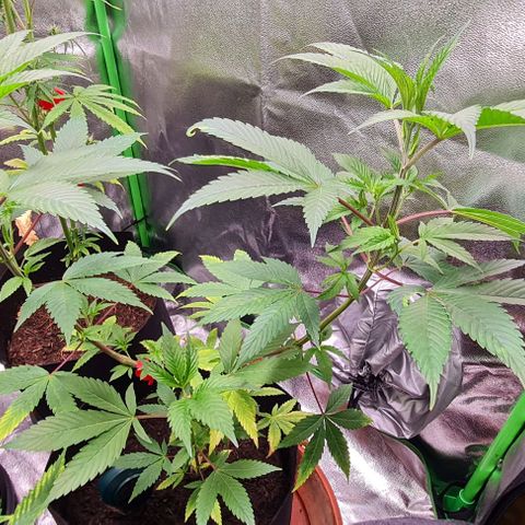 Mimosa x Orange Punch growlog timeline photo