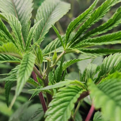Mimosa x Orange Punch growlog timeline photo