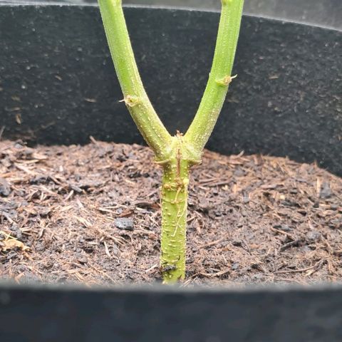 Mimosa x Orange Punch growlog timeline photo