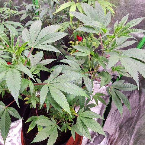 Mimosa x Orange Punch growlog timeline photo