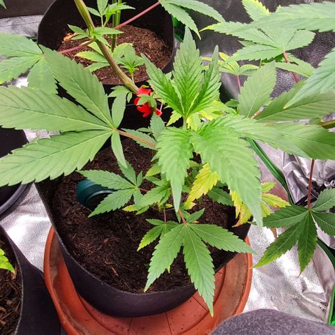 Mimosa x Orange Punch growlog timeline photo