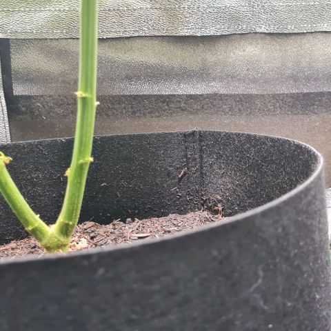 Mimosa x Orange Punch growlog timeline photo