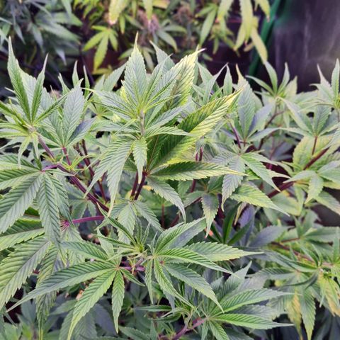 Mimosa x Orange Punch growlog timeline photo