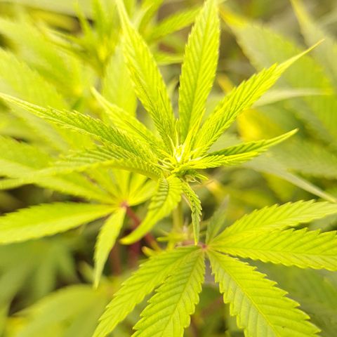 Mimosa x Orange Punch growlog timeline photo