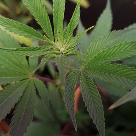 Mimosa x Orange Punch growlog timeline photo