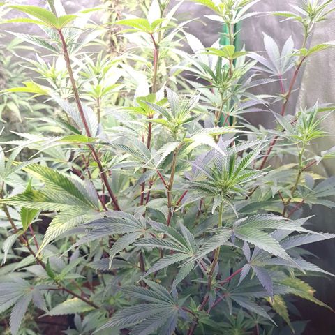 Mimosa x Orange Punch growlog timeline photo