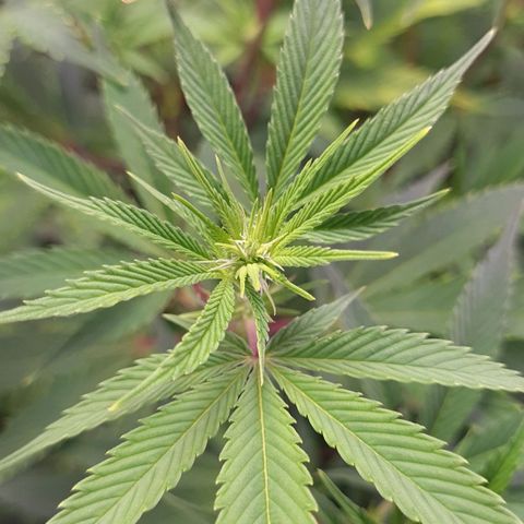 Mimosa x Orange Punch growlog timeline photo