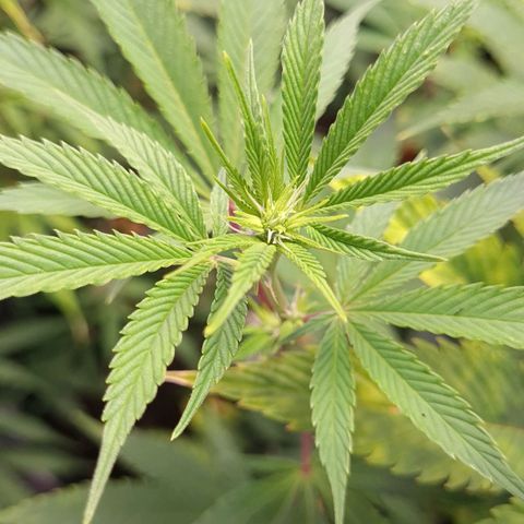 Mimosa x Orange Punch growlog timeline photo