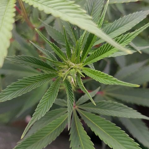 Mimosa x Orange Punch growlog timeline photo