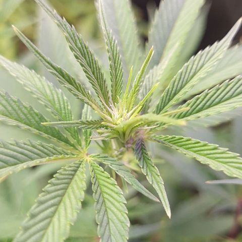 Mimosa x Orange Punch growlog timeline photo